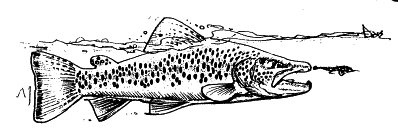 whitart9.gif (7285 bytes)