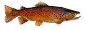 trout.gif (21533 bytes)